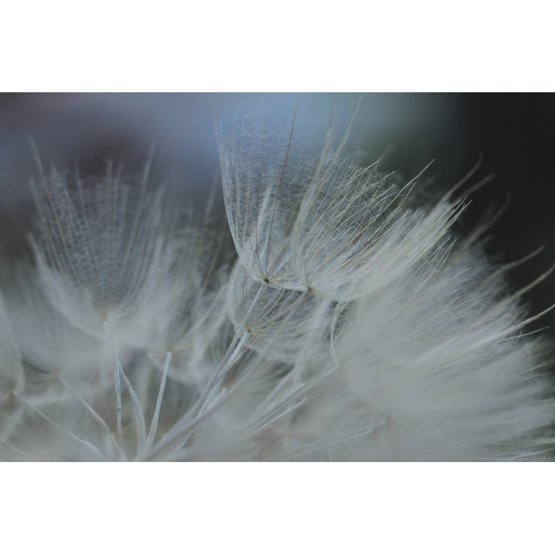 Macro Dandelion VII by Renée W. Stramel - Photograph, 51 cm H x 76 cm W, Wrapped Canvas