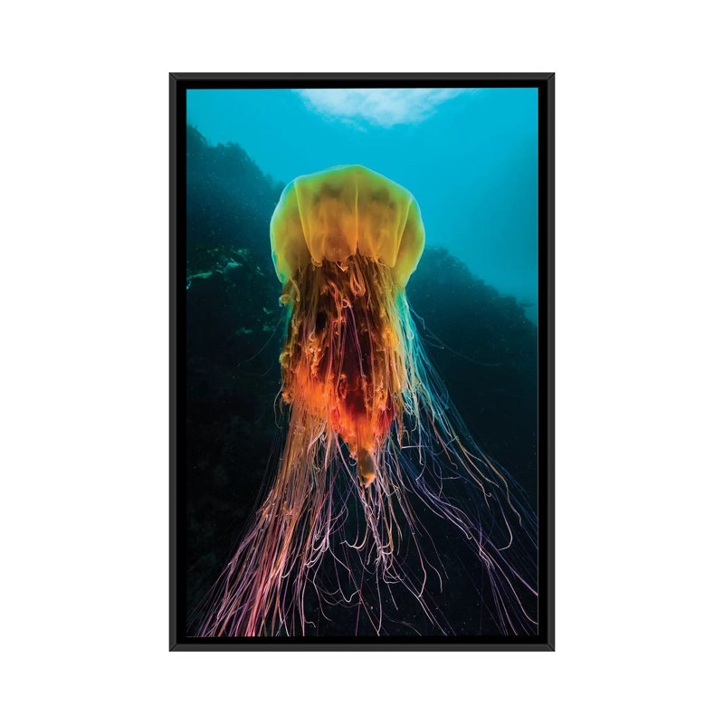 A Lion's Mane Jellyfish Rises From The Deep In Alaska II by Jennifer Idol - Wrapped Canvas Gallery-Wrapped Canvas Giclée