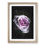 The Pale Purple Rose - Framed Print-56742487-56742490
