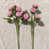 Rose sélectionné
