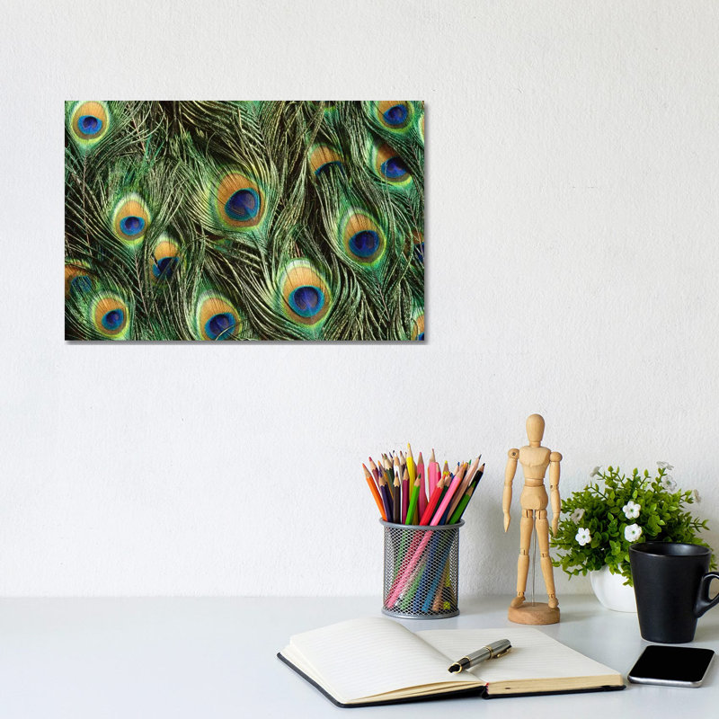 Indian Peafowl Display Feathers, Native To India And Southeast Asia by Gerry Ellis - Wrapped Canvas Print