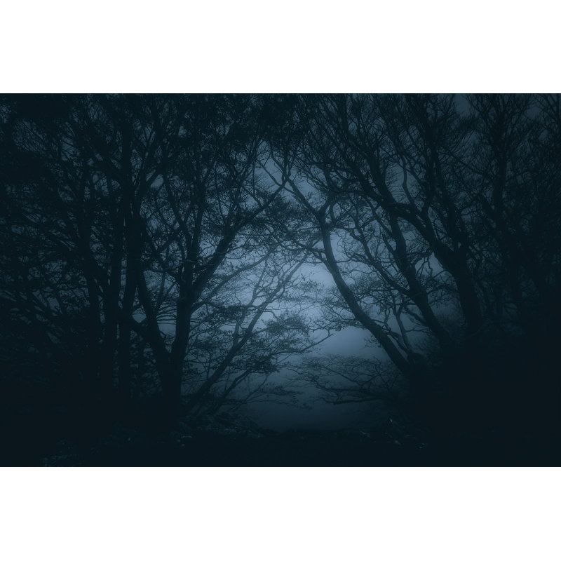 Scary Forest At Night - Photographie sur toile tendue, H 32 po x l 48 po