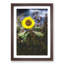 Sunflower - Picture Frame Painting Print-55613595-55613596