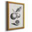 " Antique Lemons & Oranges II "-1218147568