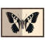 «Duality of a Monarch IV», reproduction d'art acrylique encadrée par Art Remedy, cadre doré, 15 x 10-628647680-628647690