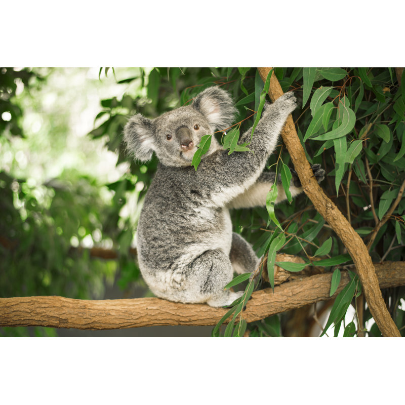 Koala In A Eucalyptus Tree - Wrapped Canvas Print, 81cm H x 122cm W