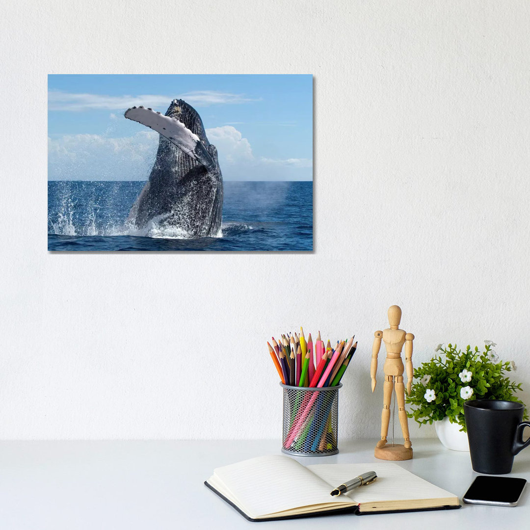 Humpback Whale Breaching, Humpback Whale National Marine Sanctuary, Maui, Hawaii by Flip Nicklin - Wrapped Canvas Print