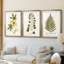Nature Printed Botanicals douzième-257825203-257825215