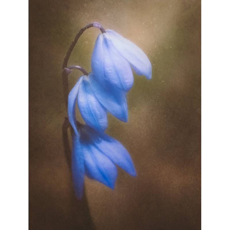 Bark Print by Deborah Blum, 21.25" H x 17.25" W x 0.875" D