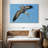 Crowle Pelican In The Air