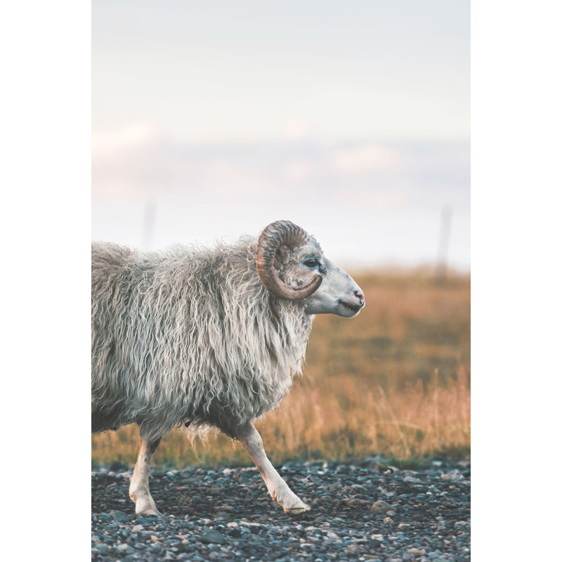 Goat Walking Photography - Wrapped Canvas Print, 51cm H x 76cm W x 3.8cm D