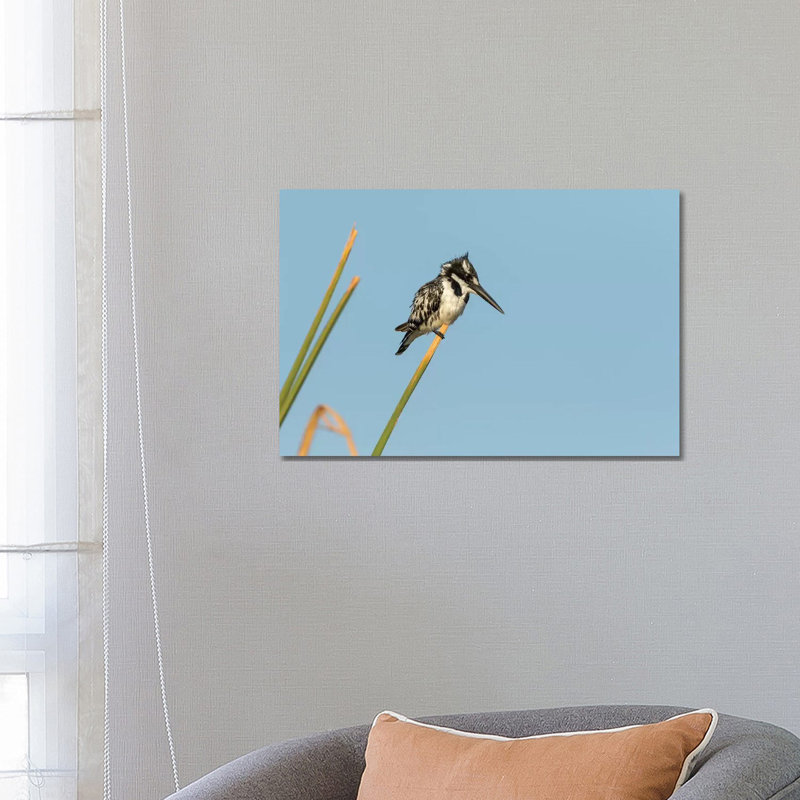 Africa, Botswana, Chobe National Park. Pied Kingfisher On Papyrus Stem. by Jaynes Gallery - Wrapped Canvas Painting