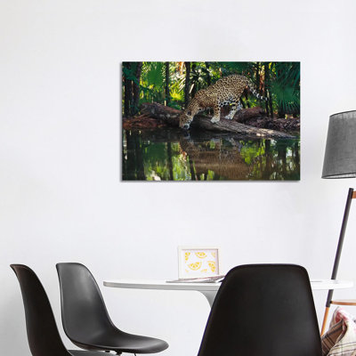 Jaguar Drinking, Belize Zoo, Belize by Gerry Ellis - Wrapped Canvas Print
