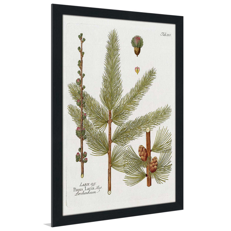 Mélèze botanique par Kelly Donovan - Peinture, L 21,5 po x H 27,5 po, Cadre noir