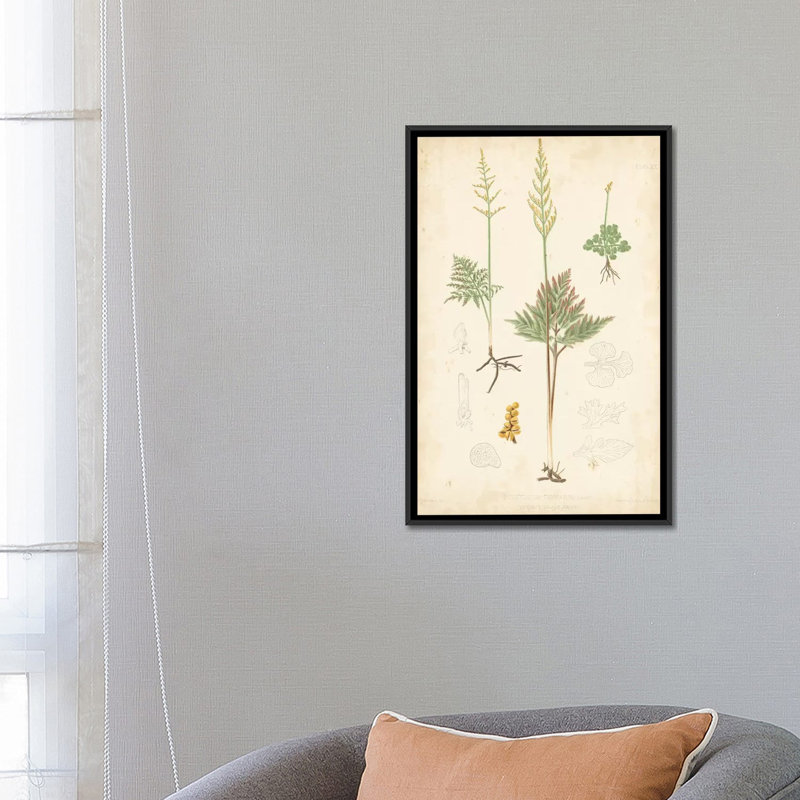 « palm study ii », reproduction d’impression sur toile, H 26 po x l 18 po x P 1,5 po, Toile avec cadre noir, Pas de tapis