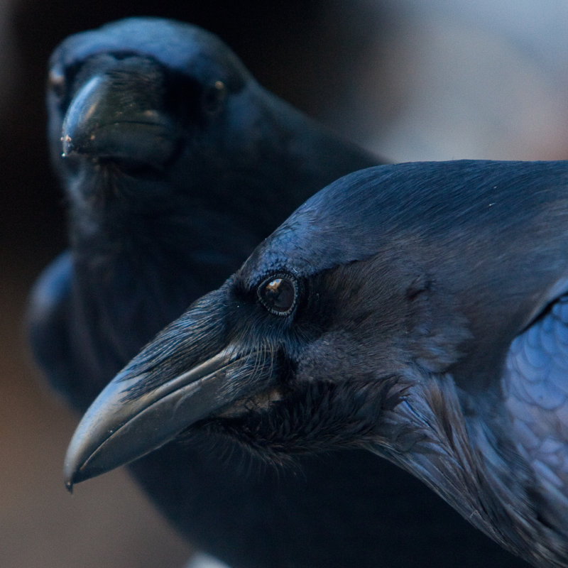 «Two Raven» par Nesterovsmith - photographie sur toile tendue, L 12 po x H 12 po