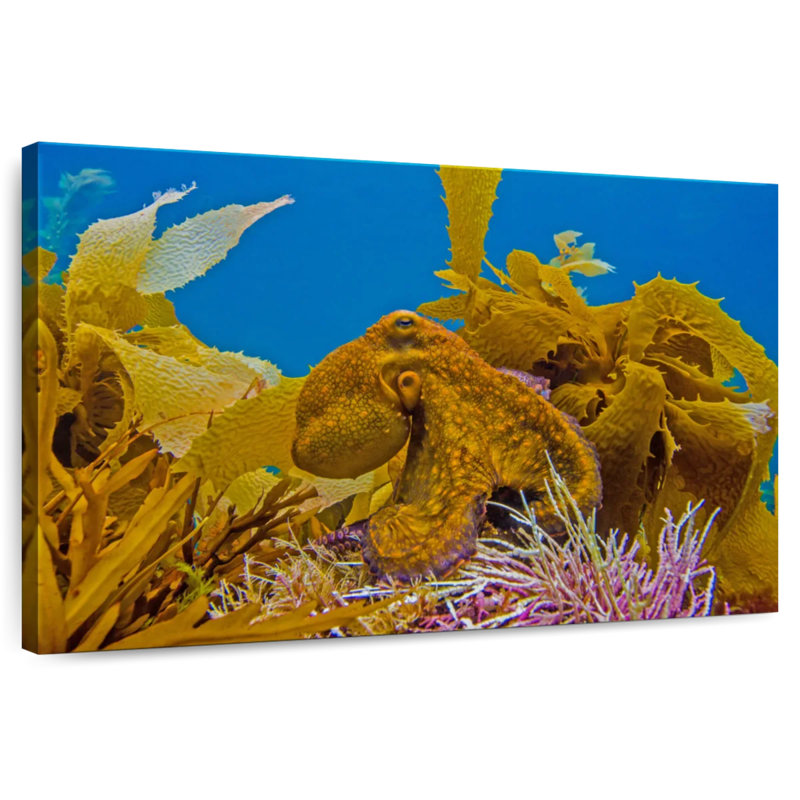 Crowle Reef Octopus And