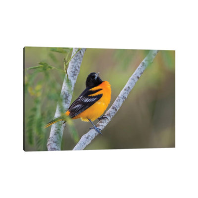 Baltimore Orioles by Larry Ditto - Wrapped Canvas Print