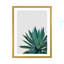 « agave cactus »-impression photographie-49905629-49905633