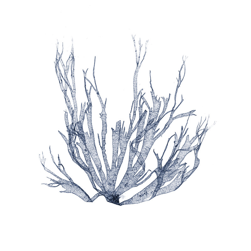 Navy Seaweed IV by Vision Studio - Wrapped Canvas Painting, 76cm H x 76cm W x 3.8cm D