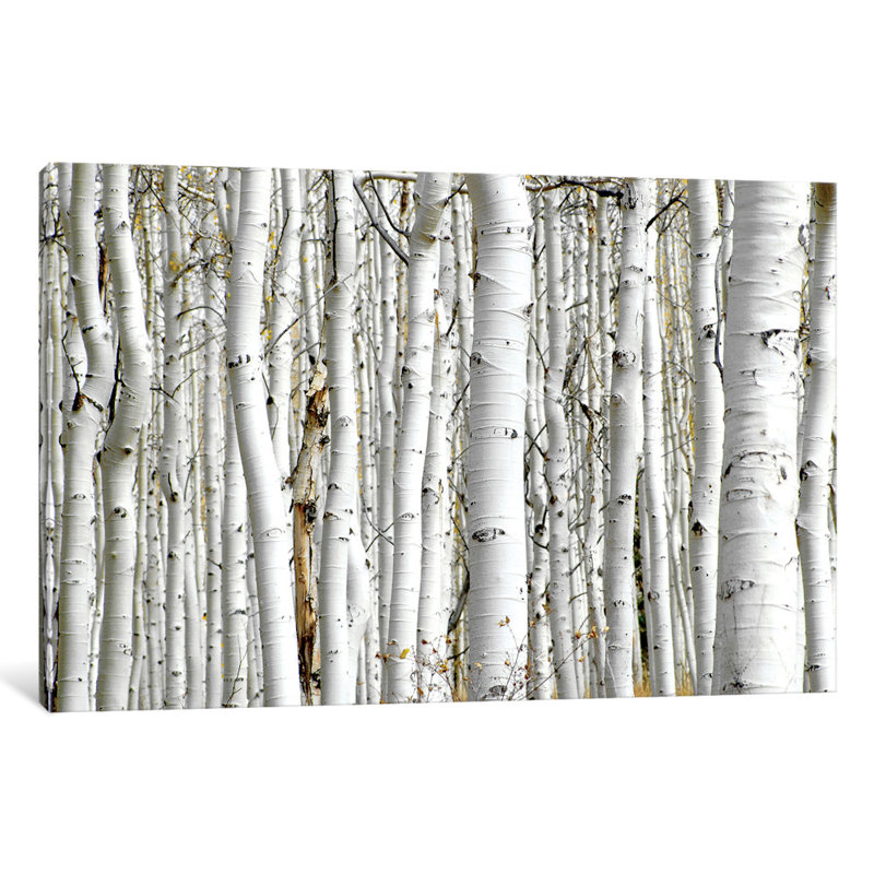 Bois de bouleau - Estampe numérique PhotoINC Studio, H 16 po x l 24 po x P 1 po, Papier d'art encadré noir, Blanc