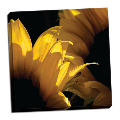 " Sunlit Sunflowers V " by Monika Burkhart