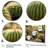 " Cactus Perfection Sunrise I "-213580393-29672967
