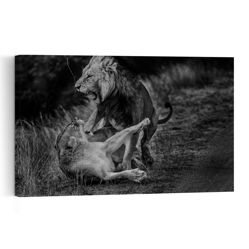 Roaring African Lions Contemporary Wall Art Print 1 Piece Wrapped Canvas Wall Art, 30.48cm H x 45.72cm W