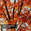 Rideau de douche Autumn Sunset-174292523