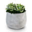 Sandy Ceramic Succulent Arrangement
