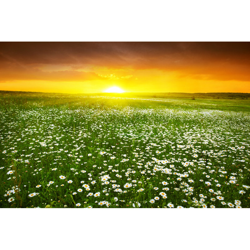 Daisy Field by Elenavolkova - Wrapped Canvas Print, 51cm H x 76cm W