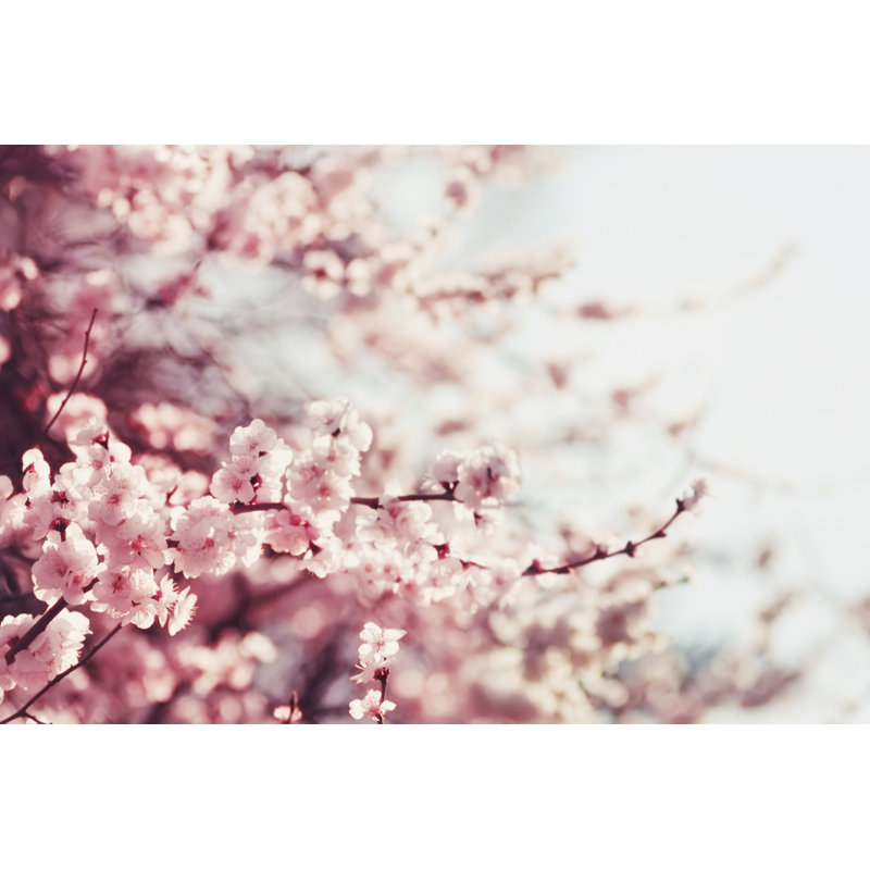 Spring Cherry Blossoms - Wrapped Canvas Print, 20cm H x 30cm W x 3.8cm D
