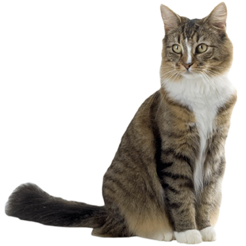 Adhésif décoratif chat V, H 48 po x l 46 po