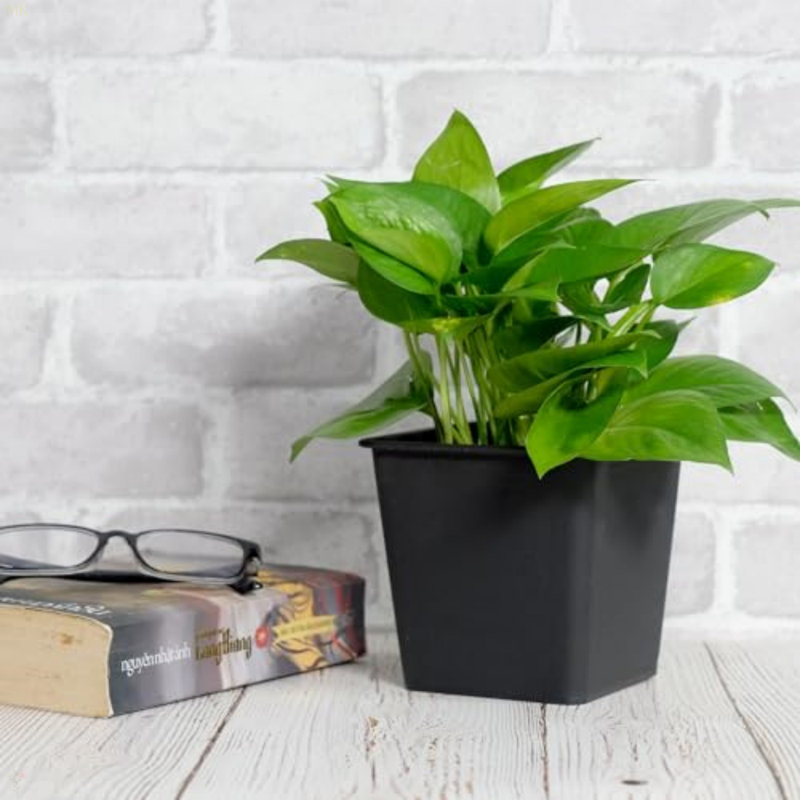 Square Nursery Plant Pot - Garden Plastic Pots With Drainage (5-Pack), 5.47" H x 6.35" W x 6.35" D