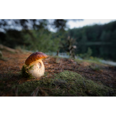 Porcini Mushroom By Lake par Peter Vahlersvik