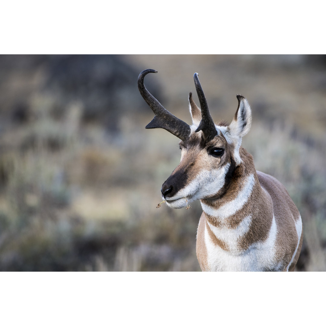 Pronghorn Buck von FRANKHILDEBRAND - Kunstdrucke auf Leinwand