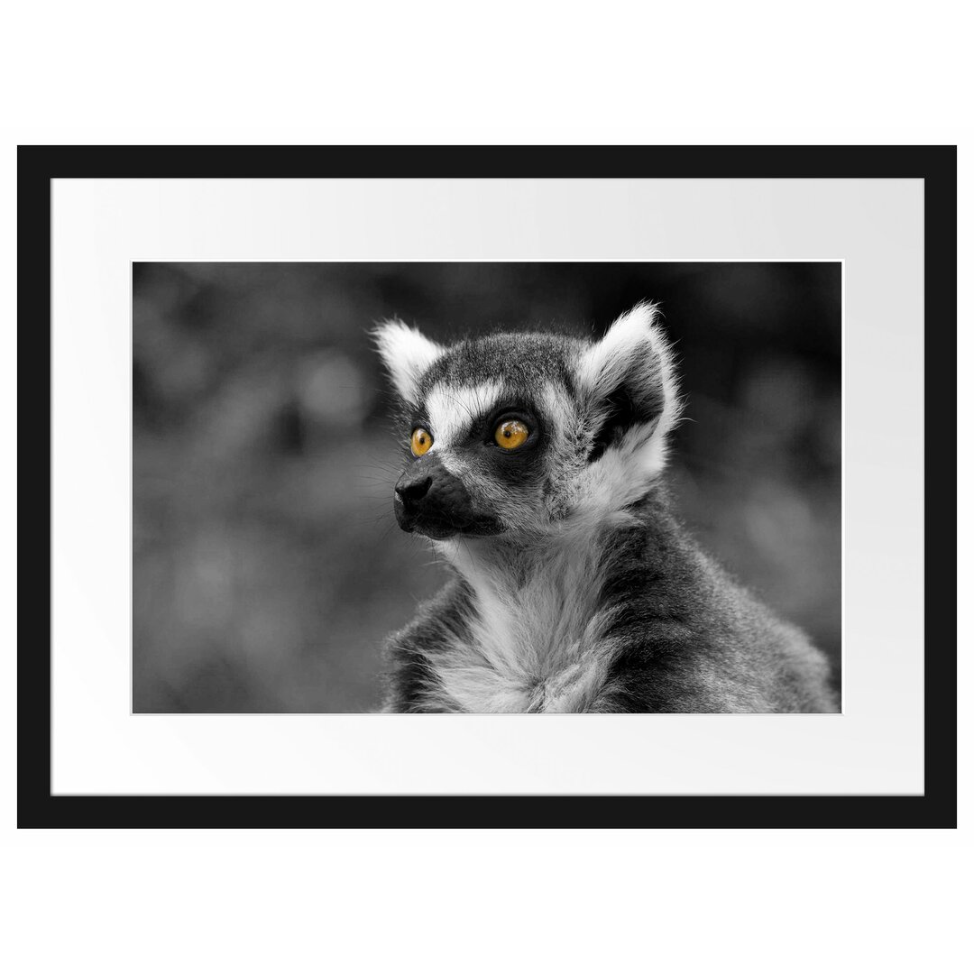 Schöner, aufmerksamer Lemur Gerahmtes Poster