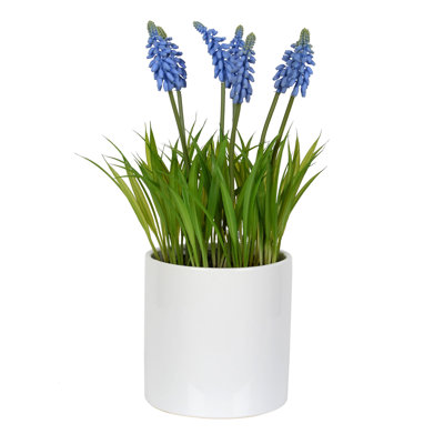 Hyacinth Arrangement in Pot