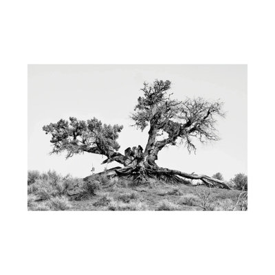 Black Arizona Series - Desert Tree - Wrapped Canvas Print