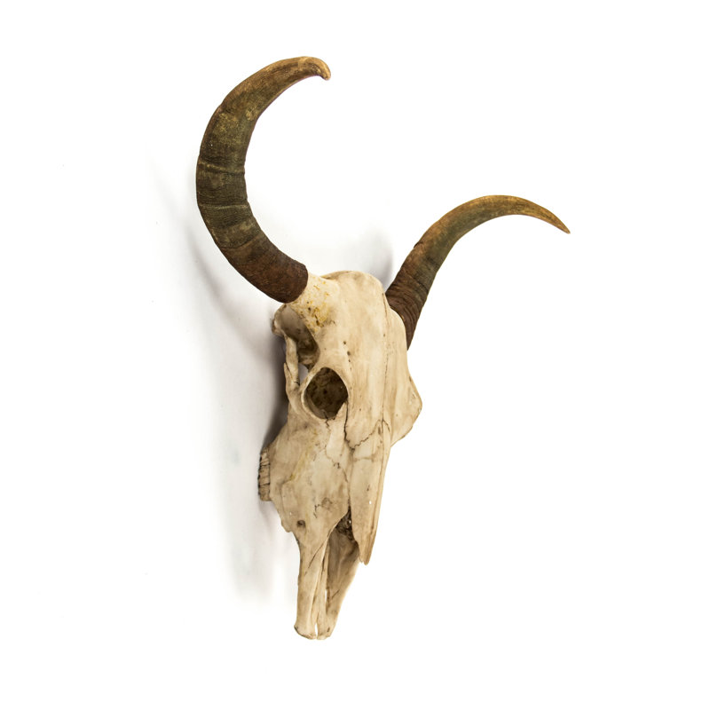 Bull Skull Handmade Resin Wall Decor