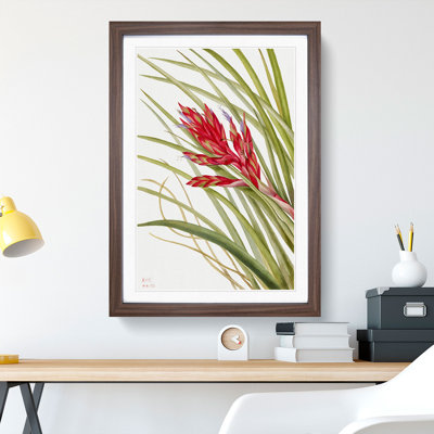 Quill Leaf Tillandsia by Mary Vaux Walcott - Framed Print