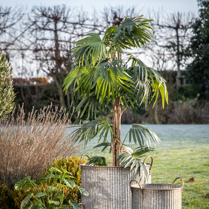 Faux Palm Plant in Pot, 169cm H x 23cm W x 18cm D