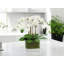 Arrangement floral orchidée en pot