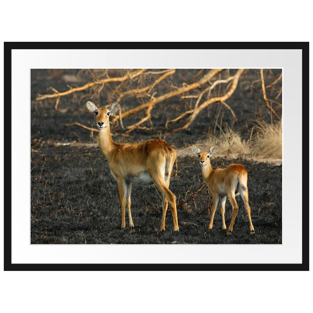 Gerahmtes Poster Weibliche Gazelle mit Jungtier