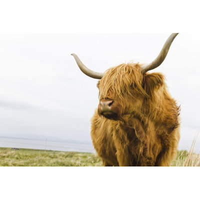 Highland Bovins - Photographie sur toile tendue