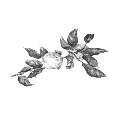 Gravure de pomme II