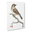 House Sparrow by George Shaw - Wrapped Canvas-55304299