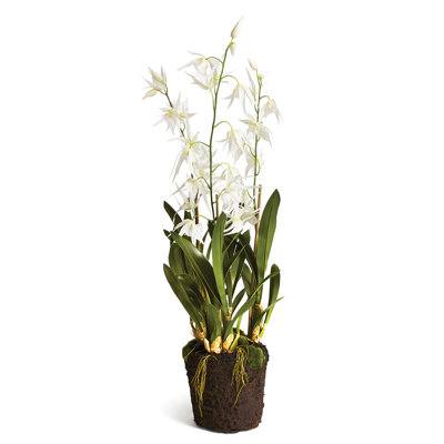Orchidée Stiles