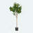 ARTIFICIAL LEMON TREE