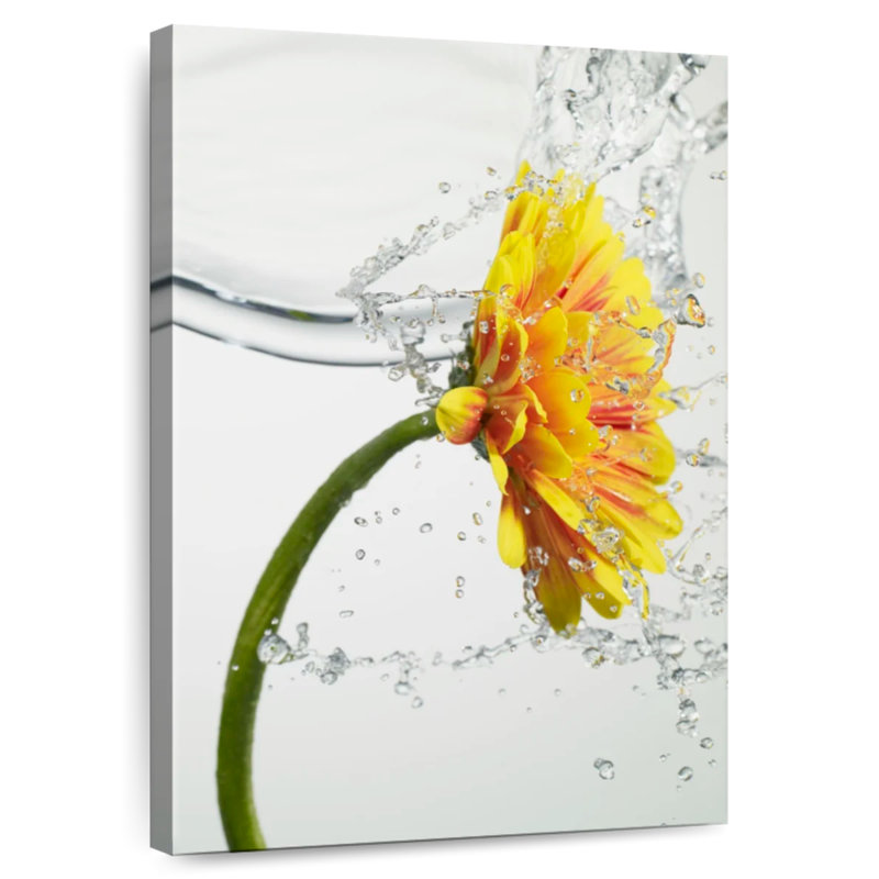 Harnek Daisy Water Splash, H 24 po x l 16 po